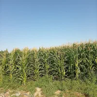 ذرت علوفه ای