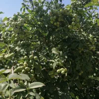 تولید و فروش نهال بادام زردآلو و...