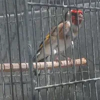 سره نر مست مست