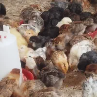 جوجه مرغ گلپایگانی  30 روزه