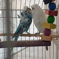 مرغ عشق پروانه ای