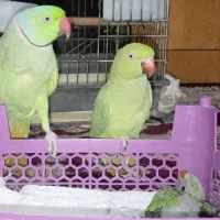 ماده و در عدد جوجه ملنگو