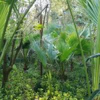 گل پالم واشنگتن و یاس هلندی