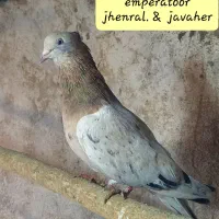 کبوتر سرور و کله ای