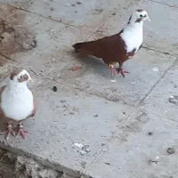 مخمل