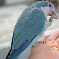 راهب فوق دستی و سخنگو 9 ماهه