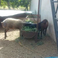 گوساله