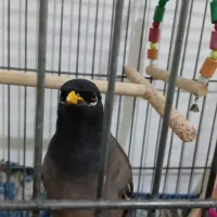 مینا 8ماهه
