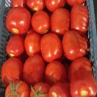 گوجه‌فرنگی