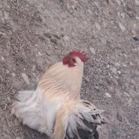 دو عدد خروس کوشین اصل فول پاپر