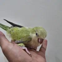 راهب
