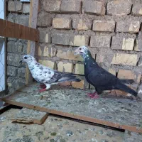کبوتر گوره بزک