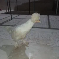 مرغ و خروس زینتی فروش 6عدد مرغ و خروس