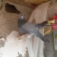 کبوتر پر