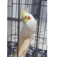 عروس هلندی