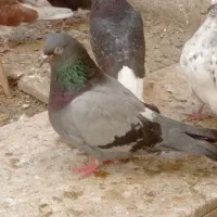 کبوتر درجه یک بدردبخور