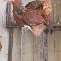 جوجه گلپایگان جهادی و پاپر خروس طاقچه نیمچه
