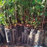 فروش نهال پسته و نهال پسته پیوندی