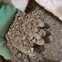 کود فضولات کبوتر کوهی