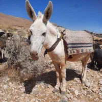 الاغ آرام و گله ای
