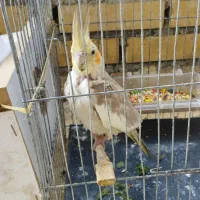 عروس هلندی