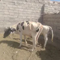 گاو گوساله فروشی