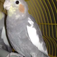 گمشده