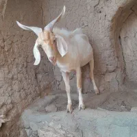 یه عدد چبش چاق