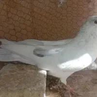 کبوتر