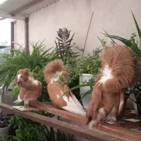دوعدد کبوتر نر وماده ویک  جوجه