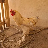 مرغ و خروس