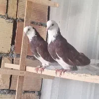 جفت شازده
