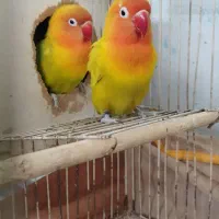 کوتوله پاربلو زرد