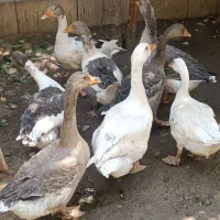 قوغاز