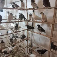 کفتر|پرنده|ساوه, |دیوار