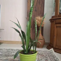 گل آپارتمانی