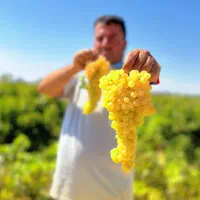 نهال انگور بی دانه صادراتی