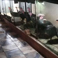 بوقلمون برنز