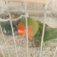 کوتوله برزیلی  نر