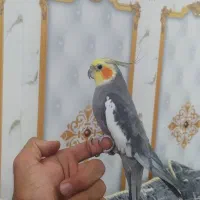 عروس هلندی نر سخنگو
