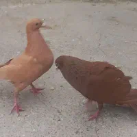 کبوتر نرو ماده رنگه