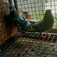 دو عدد جفت همه چی تمام