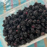 تمشک|خوردنی و آشامیدنی|گرگان, |دیوار