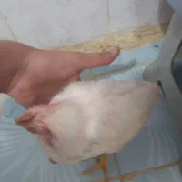 جوجه خروس