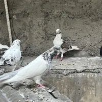 کفتر|پرنده|تهران, دهکده المپیک|دیوار
