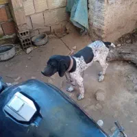سگ عقیم شده