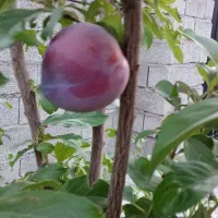 زمین فروشی دهبکری گلستان