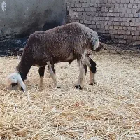 بره نر