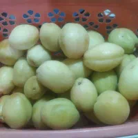 زردآلو شاهرودی درجه 1