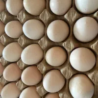 تخم مرغ محلی نطفه دار